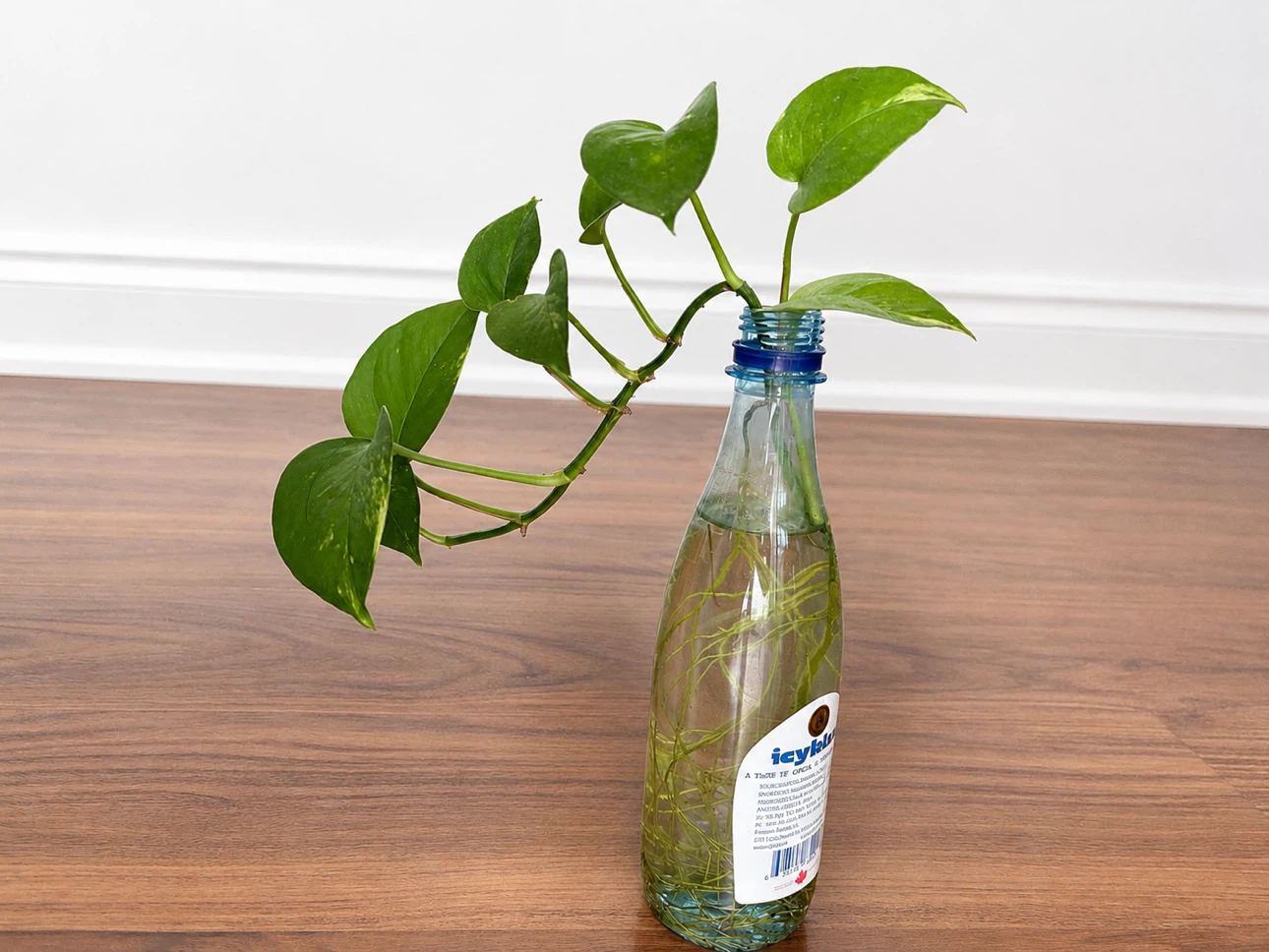 Pothos plant cutting in Icy Blue water bottle