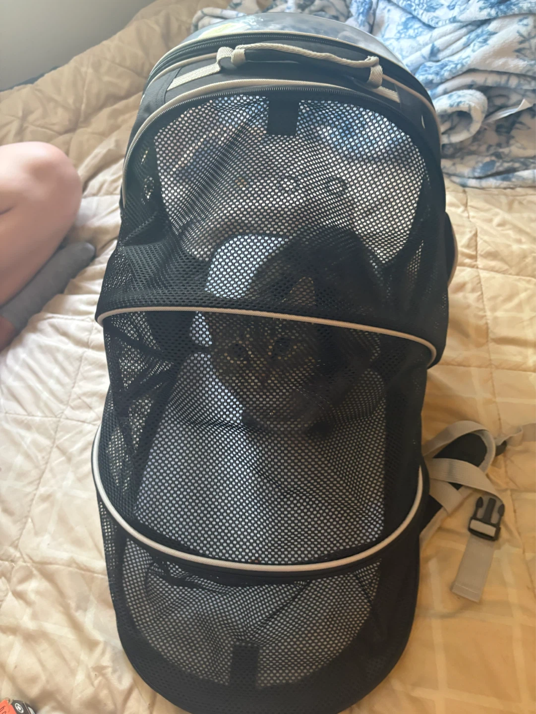 Black bubble pet carrier backpack - photo 4