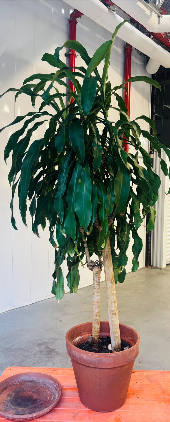 Tall Dracaena Fragrans 'Janet Craig Compacta' Plant