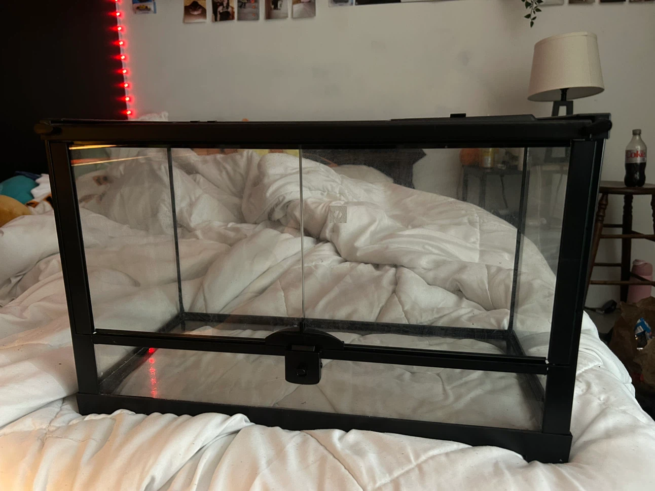 10 Gallon terrarium