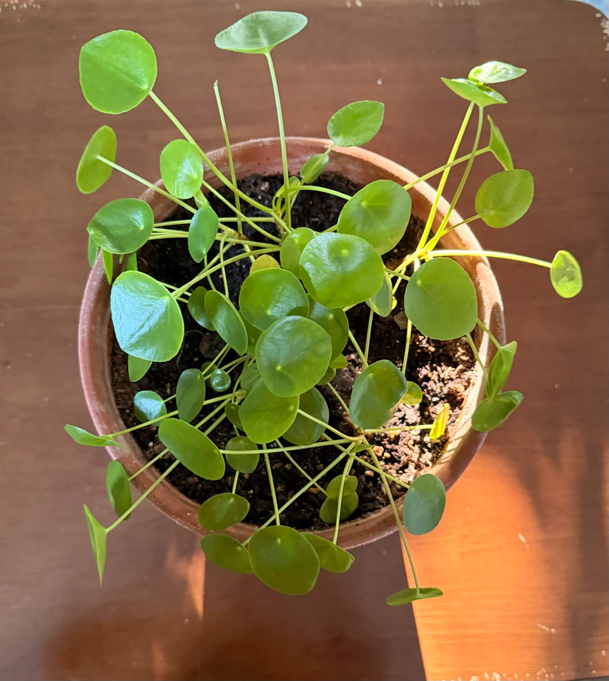 Pilea Peperomioides Potted Plant - photo 2