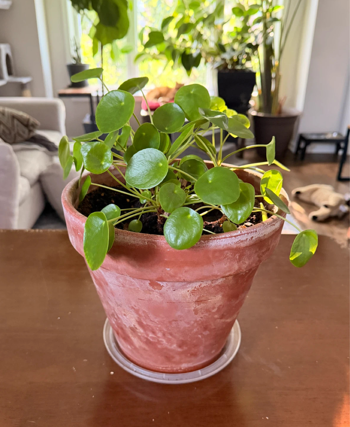 Pilea Peperomioides Potted Plant