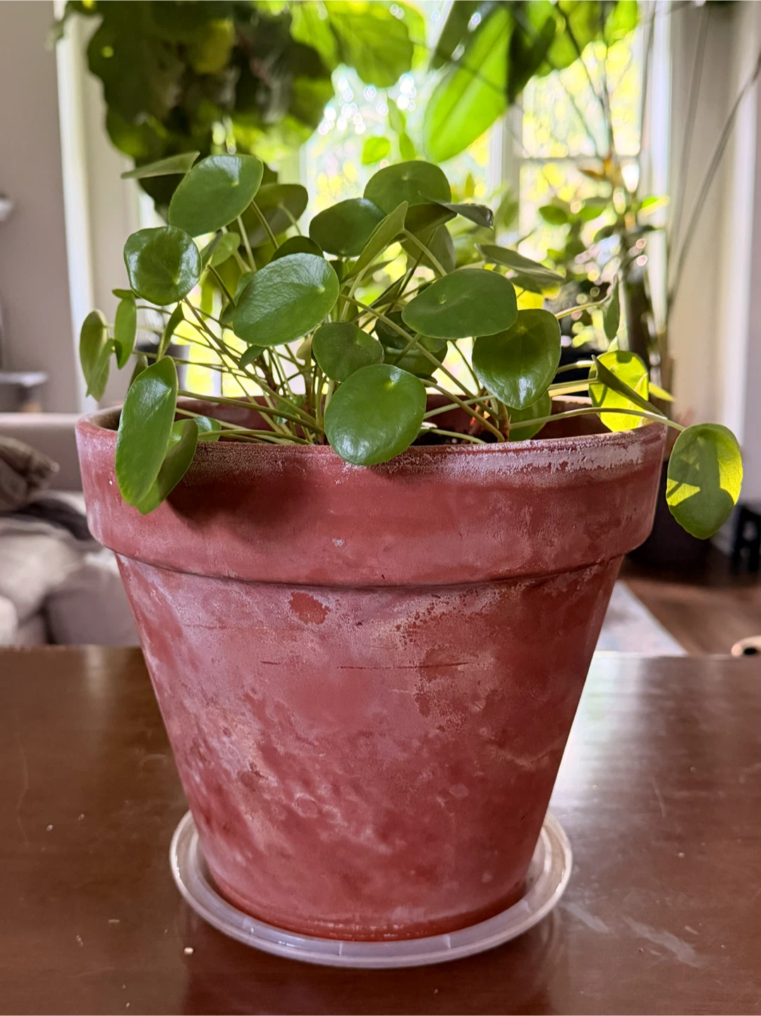 Pilea Peperomioides Potted Plant - photo 3