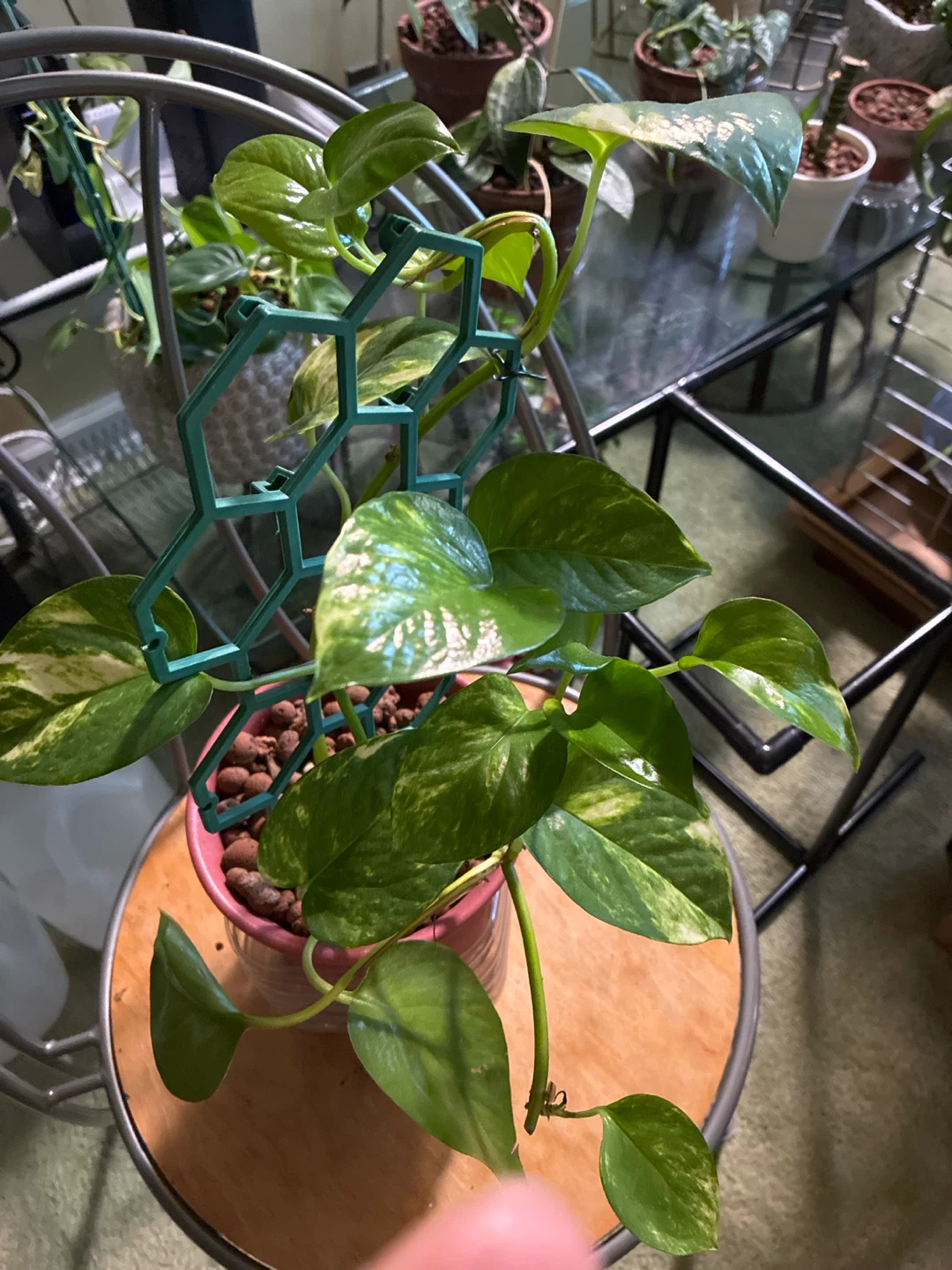 Pothos Plant with Climbing Support