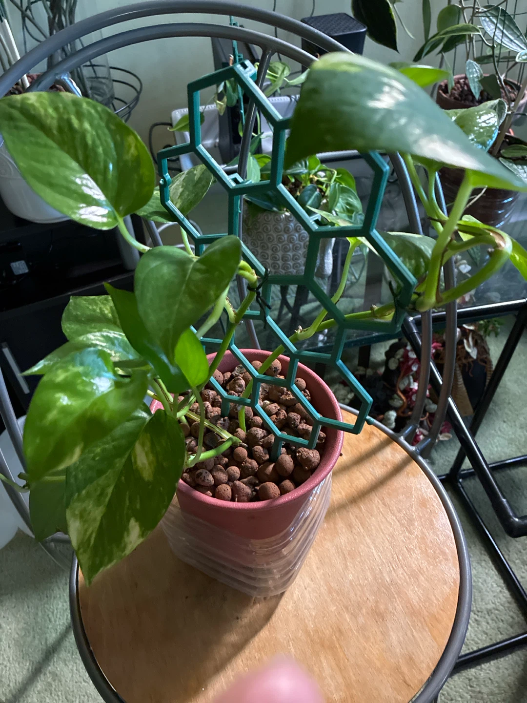 Pothos Plant with Climbing Support - photo 2