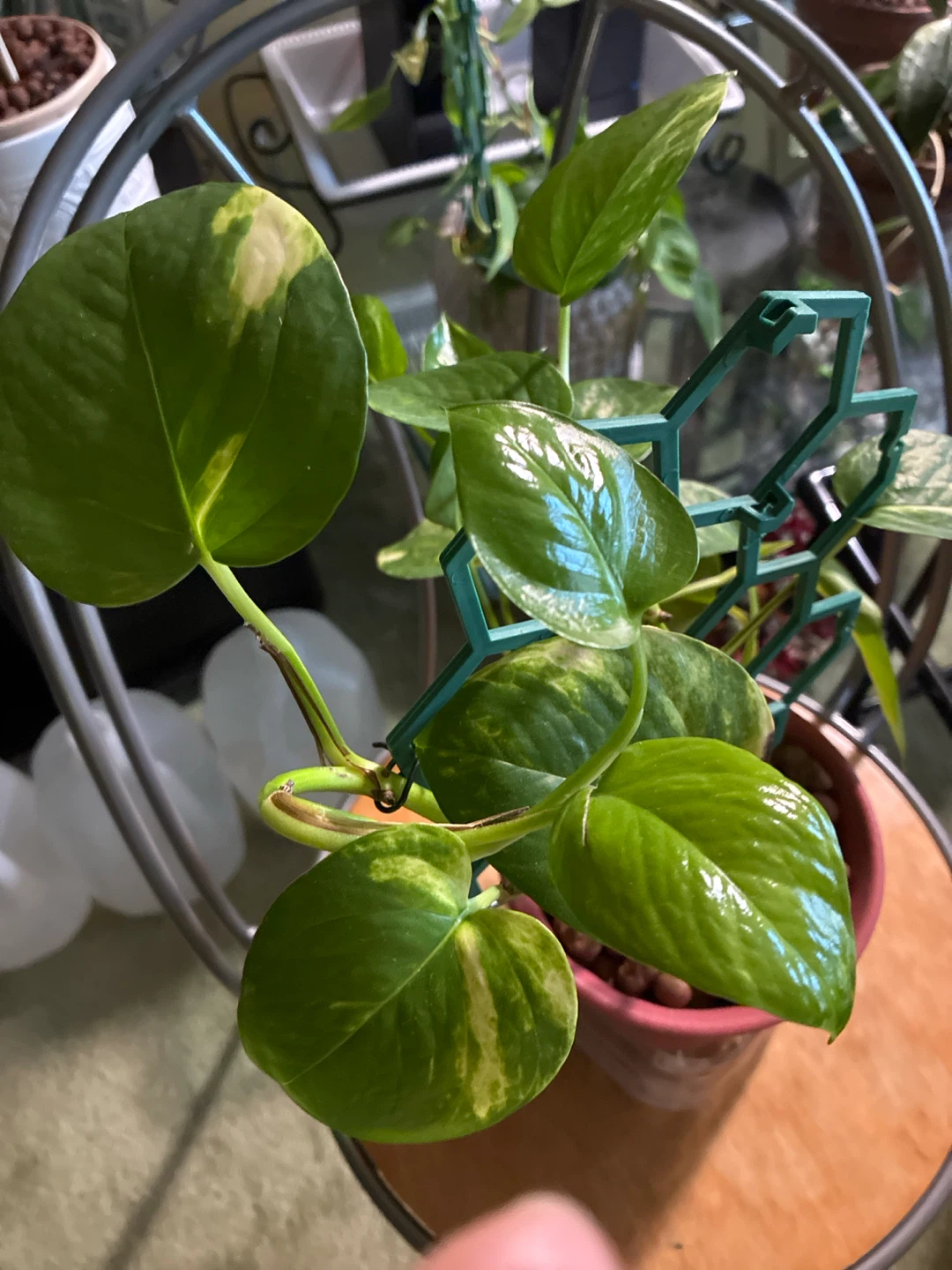 Pothos Plant with Climbing Support - photo 3