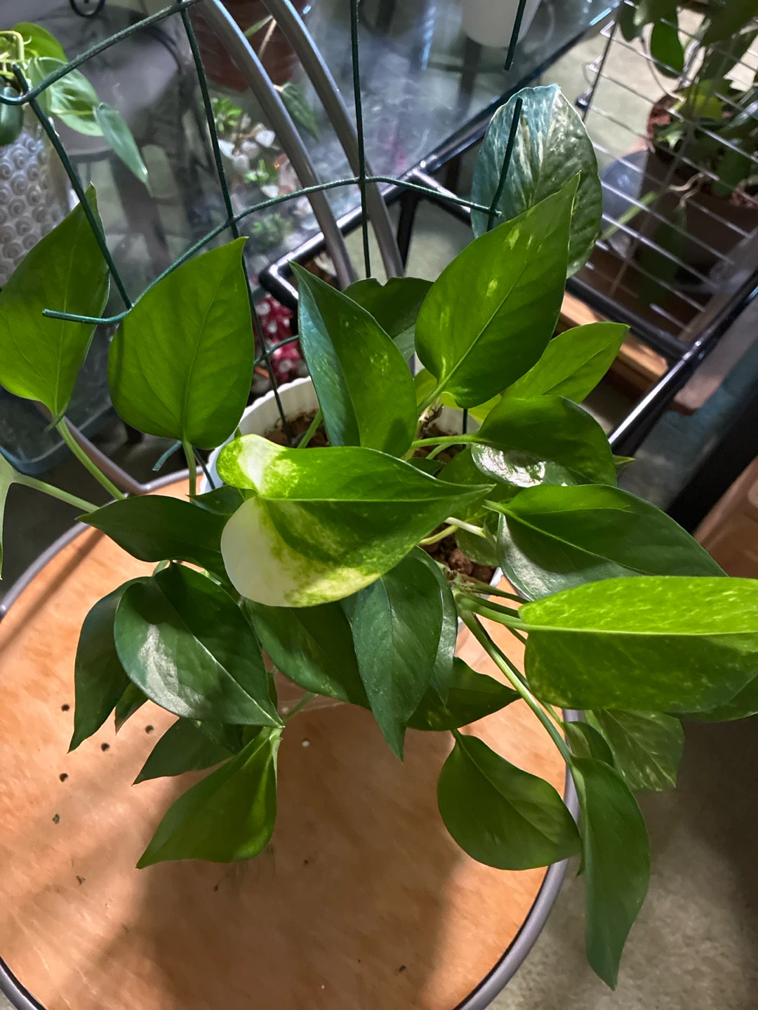 Golden Pothos Plant