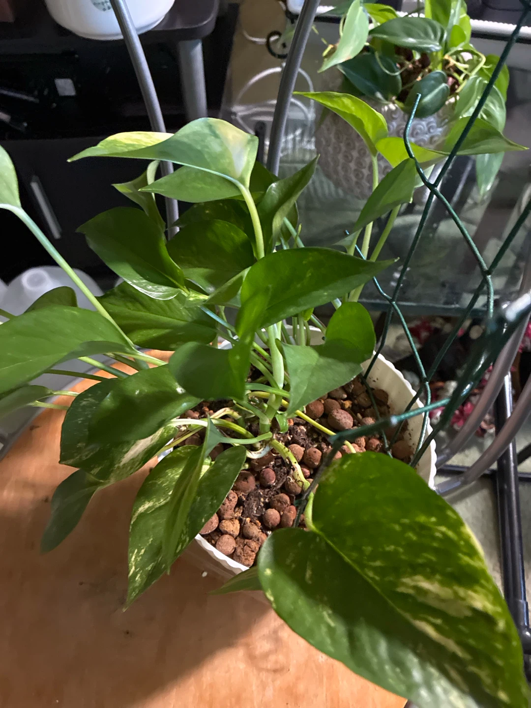 Golden Pothos Plant - photo 2