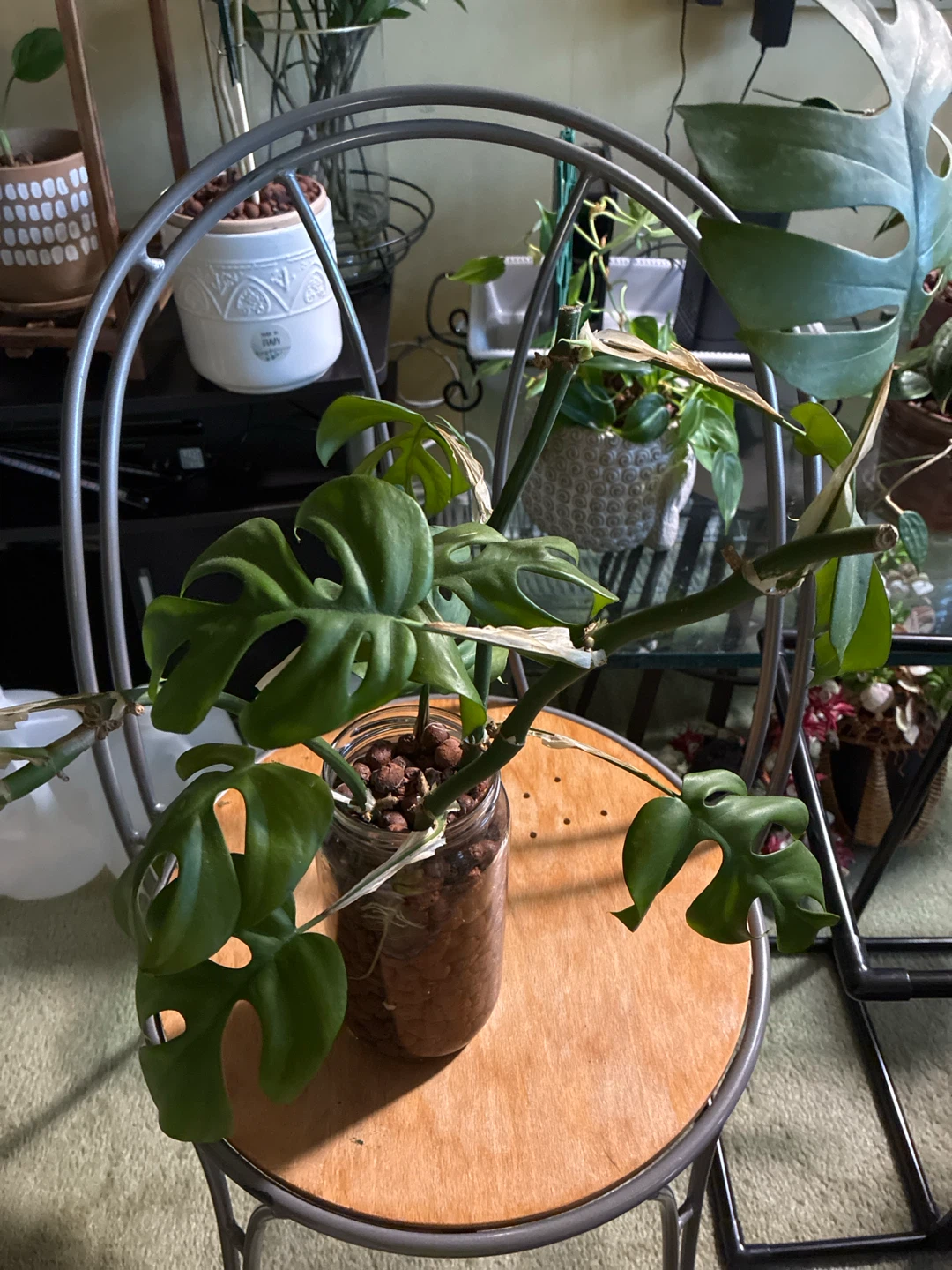 Rhaphiadora tetrasperma plant