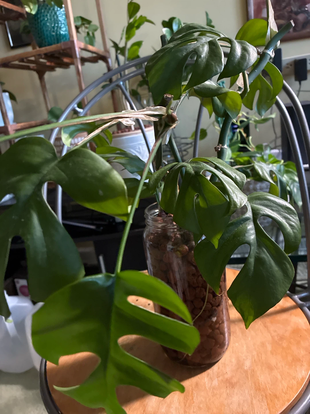 Rhaphiadora tetrasperma plant - photo 2