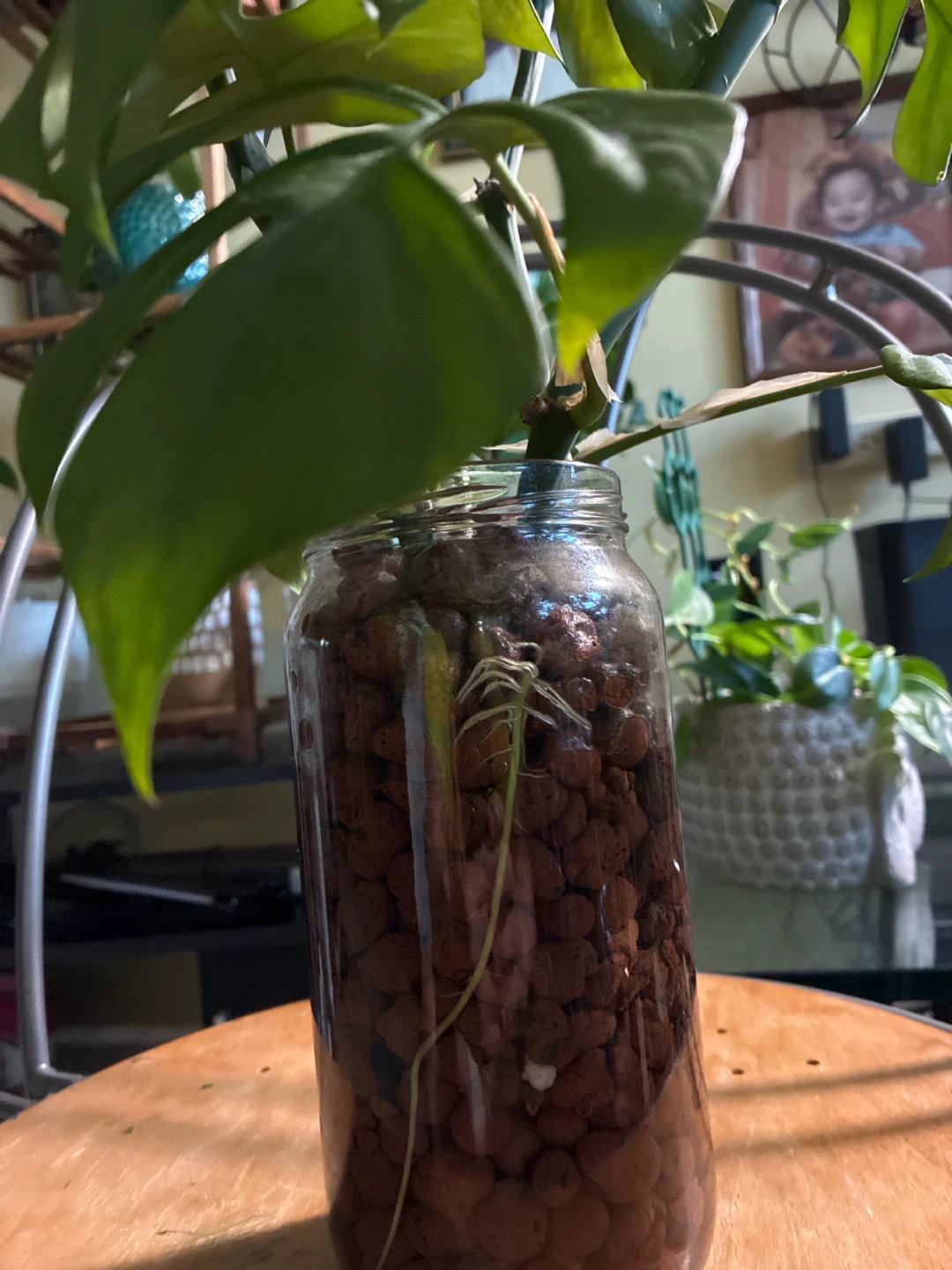 Rhaphiadora tetrasperma plant - photo 3