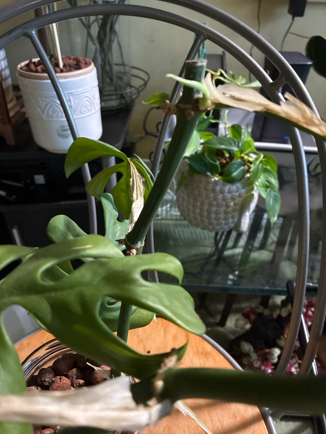 Rhaphiadora tetrasperma plant - photo 4