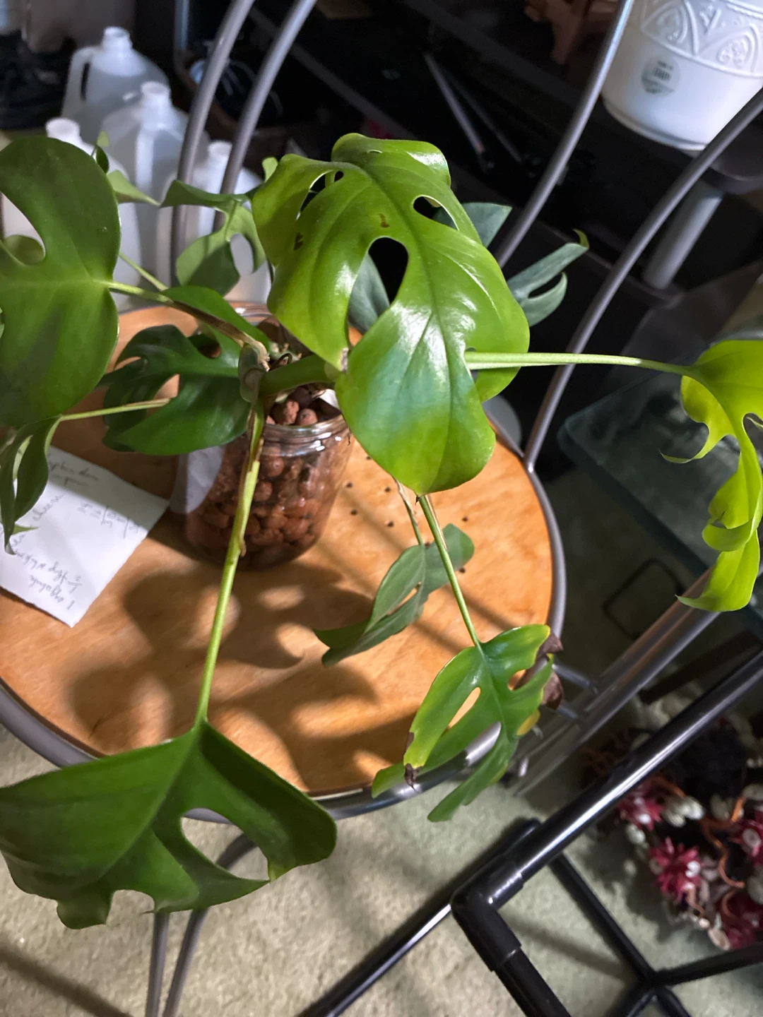 Rhaphidophora Tetrasperma Plant Cutting