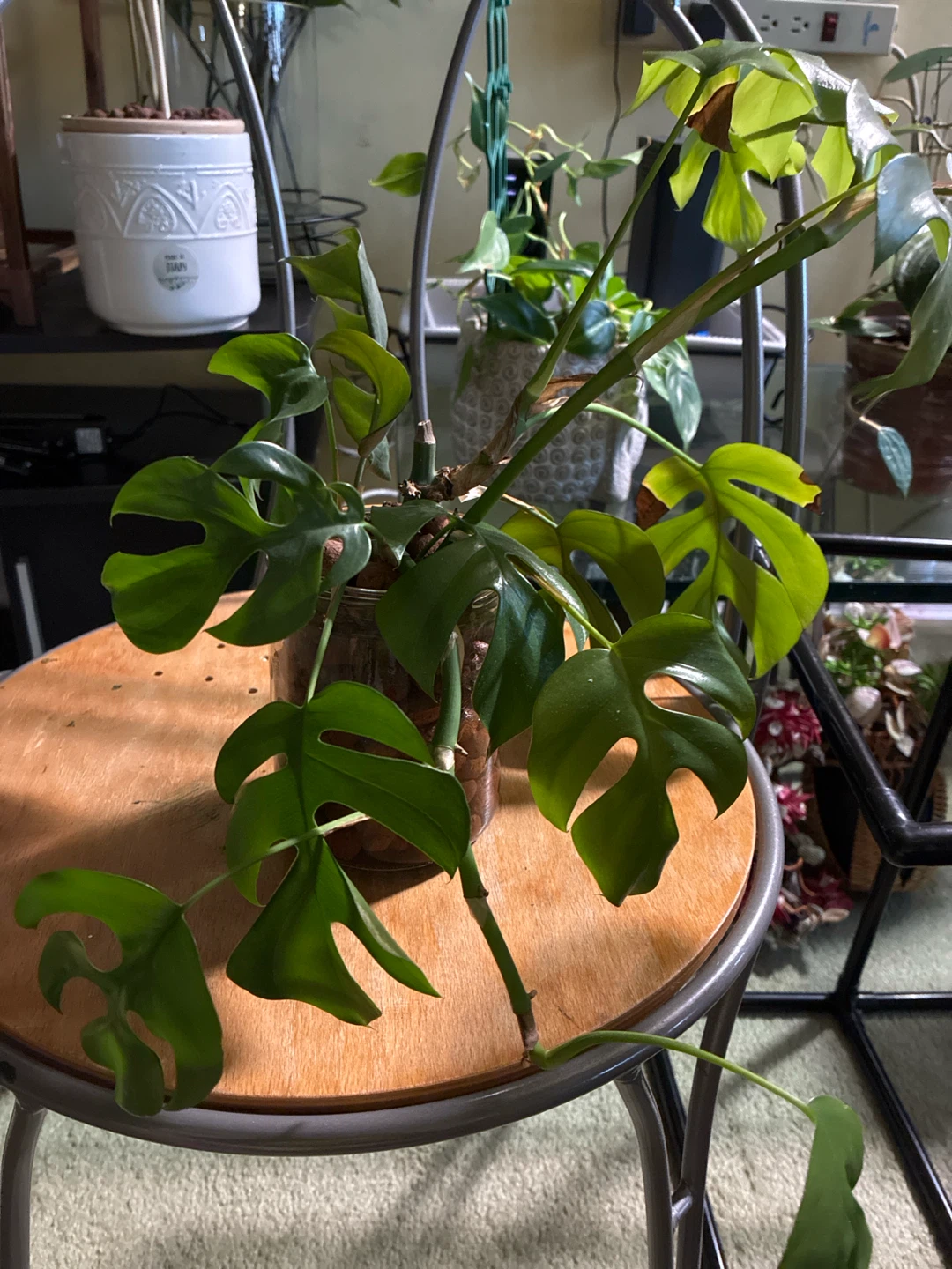 Rhaphidophora Tetrasperma Plant Cutting - photo 2