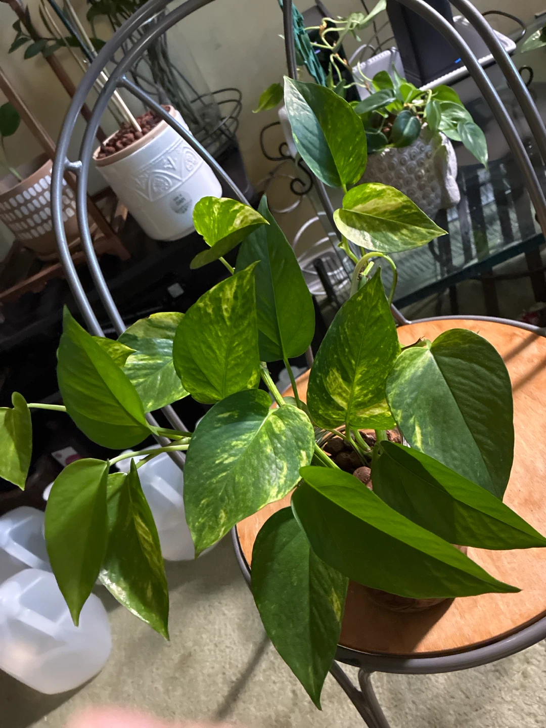 Golden Pothos Plant