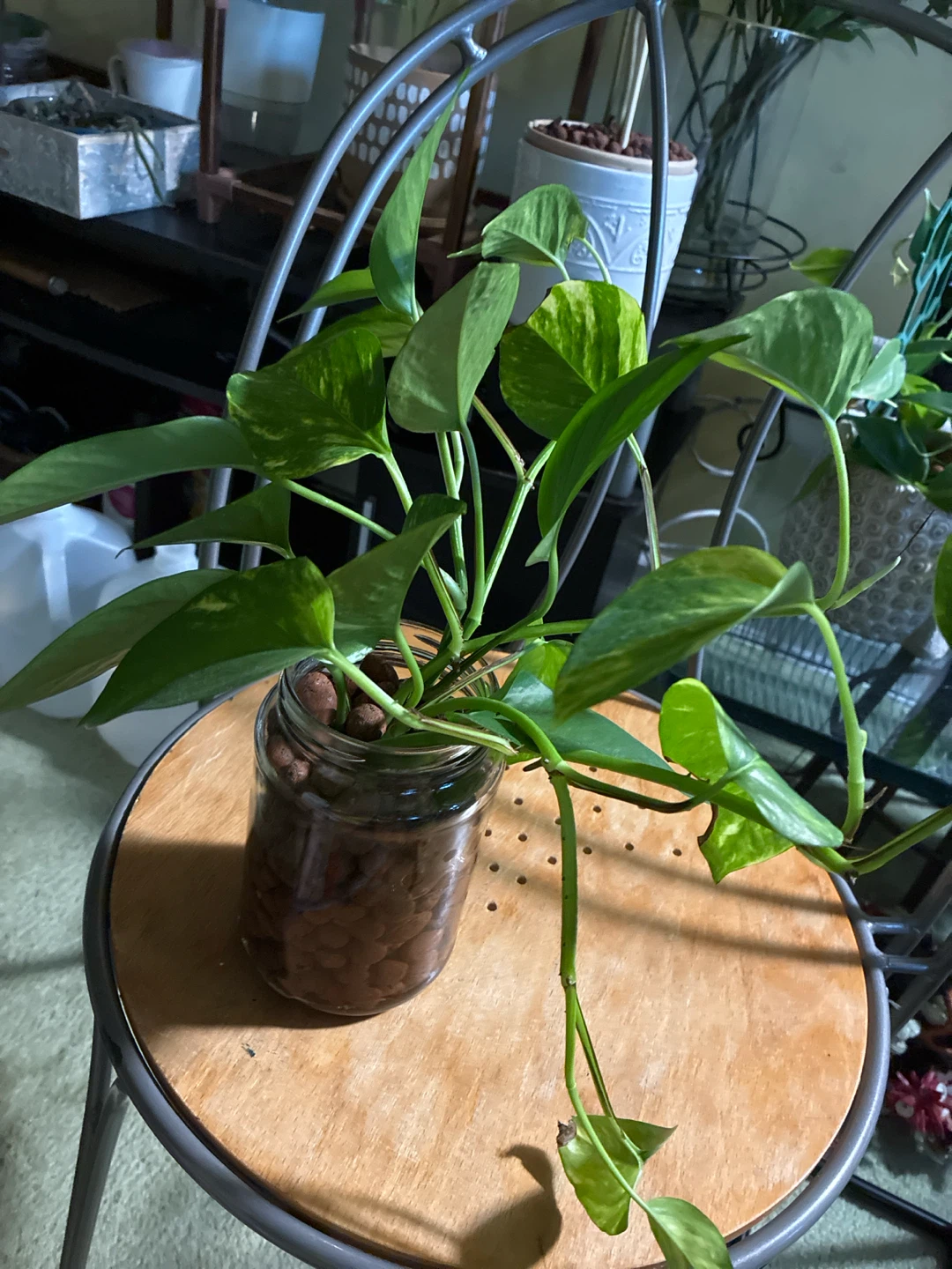 Golden Pothos Plant - photo 2