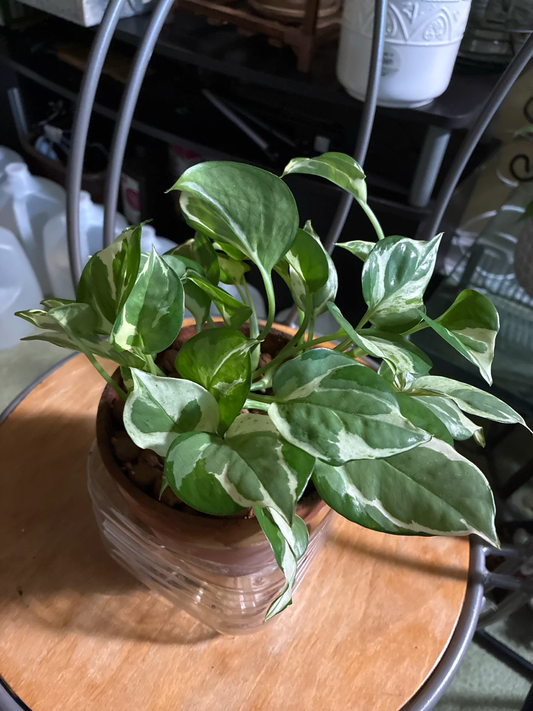 Pothos N joy Plant