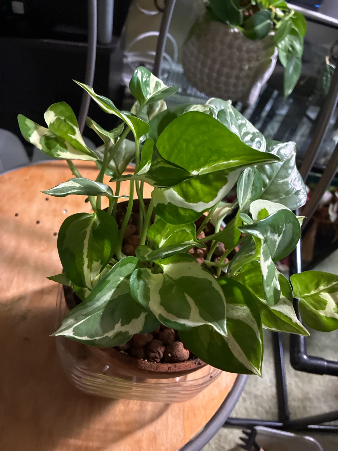 Pothos N joy Plant - photo 2