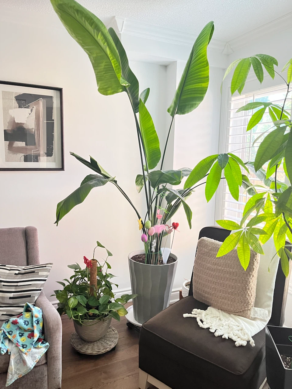 Bird of Paradise Plant