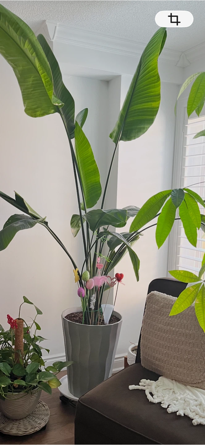 Bird of Paradise Plant - photo 2