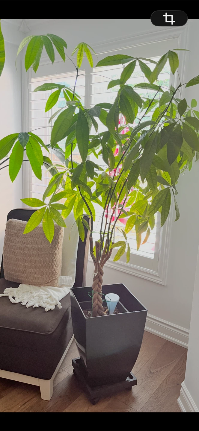Braided Money Tree Plant