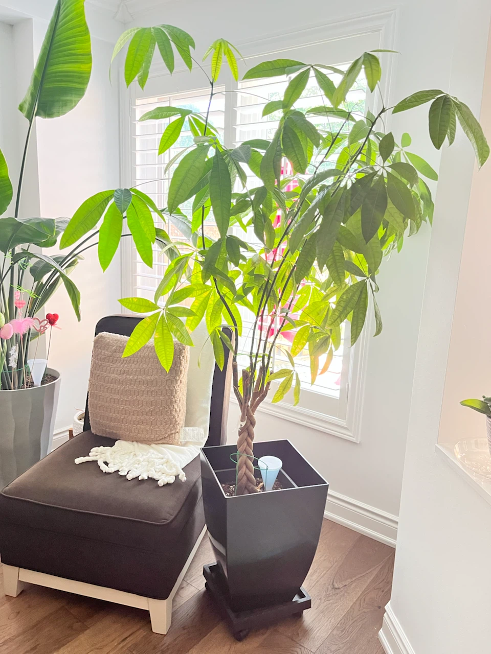 Braided Money Tree Plant - photo 2