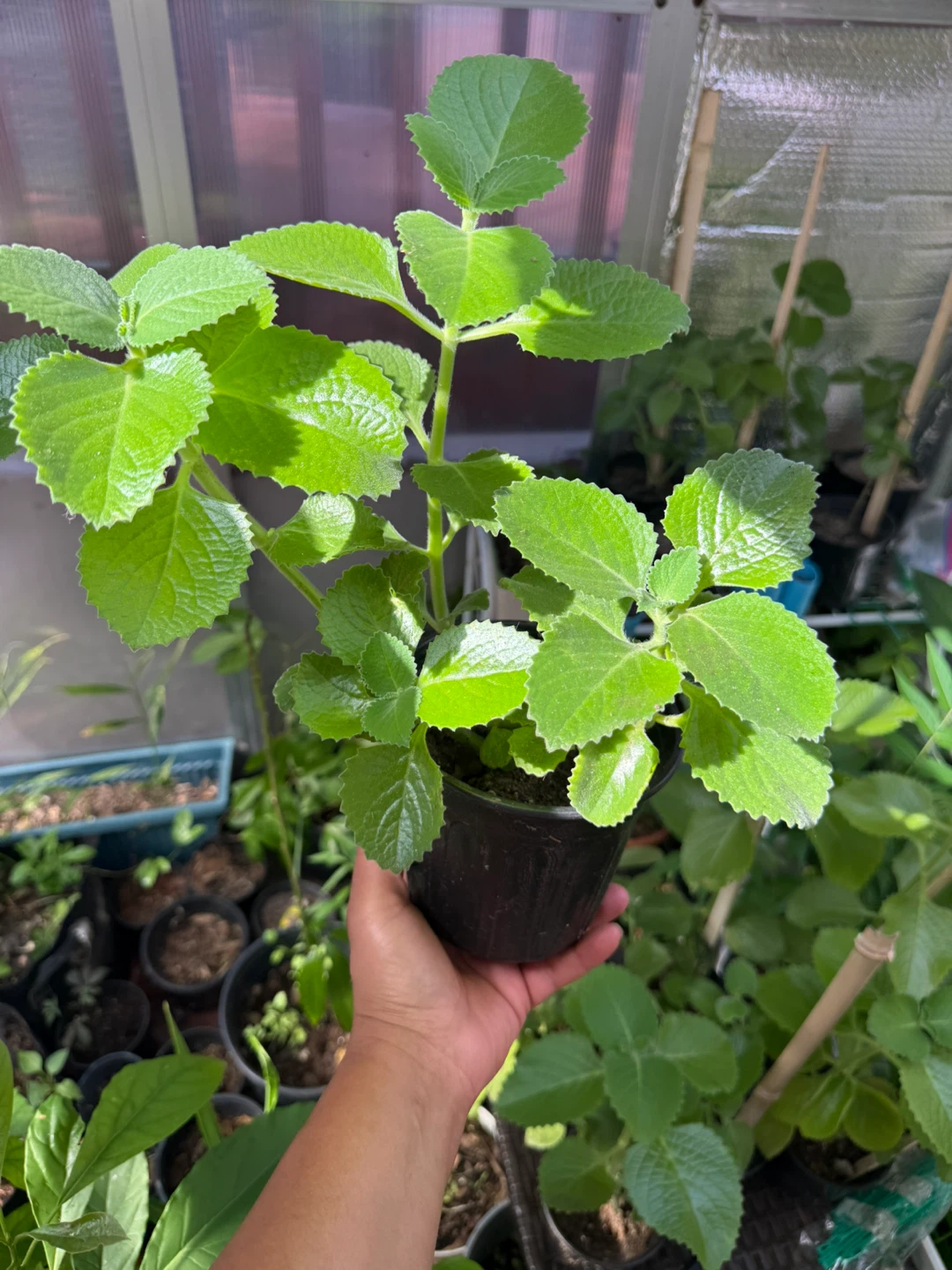 Oregano poleo Oregon