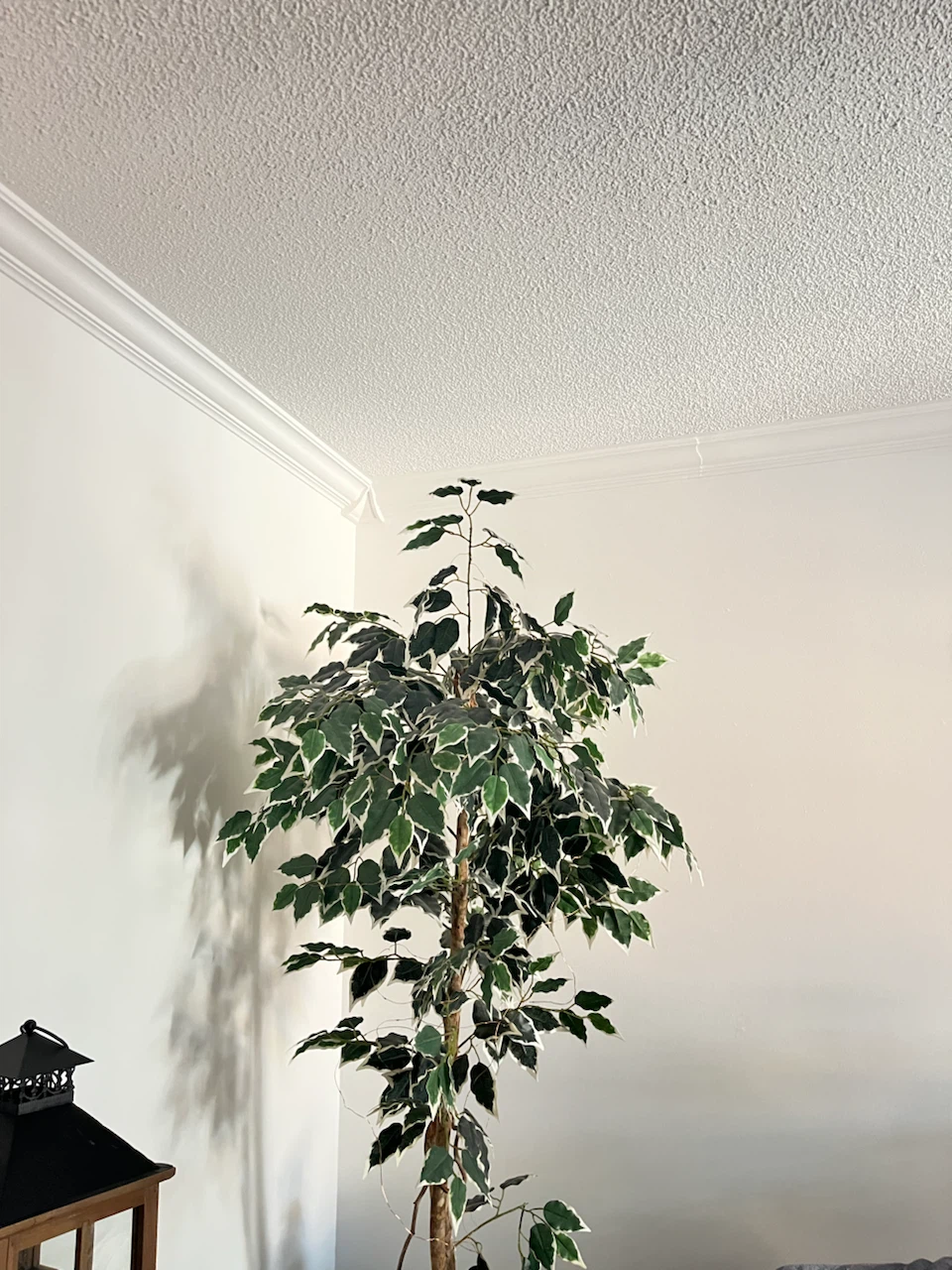 Artificial Ficus Tree in Pot