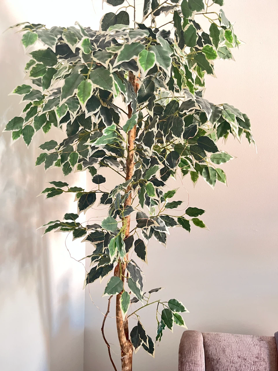 Artificial Ficus Tree in Pot - photo 2