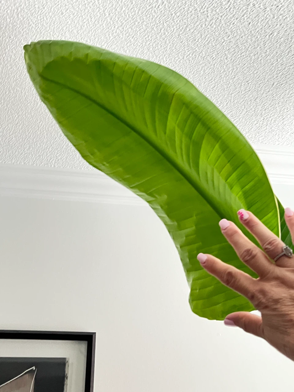 Bird of Paradise Plant - photo 3