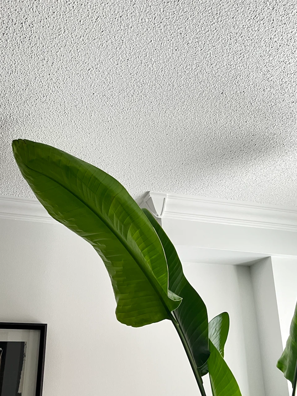 Bird of Paradise Plant - photo 4
