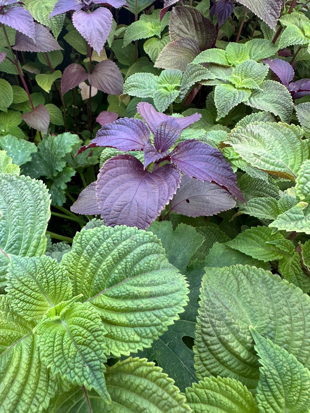 Purple and Green Shiso Leaves
