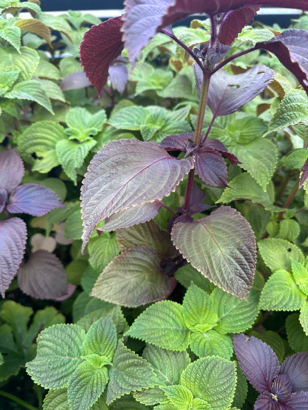 Purple and Green Shiso Leaves - photo 2