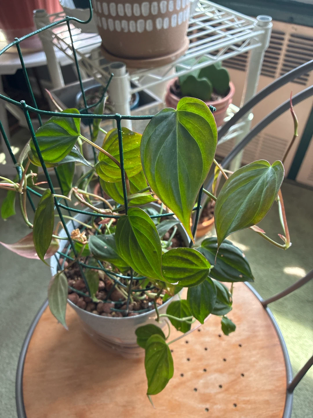 Philodendron micans Heartleaf Plant