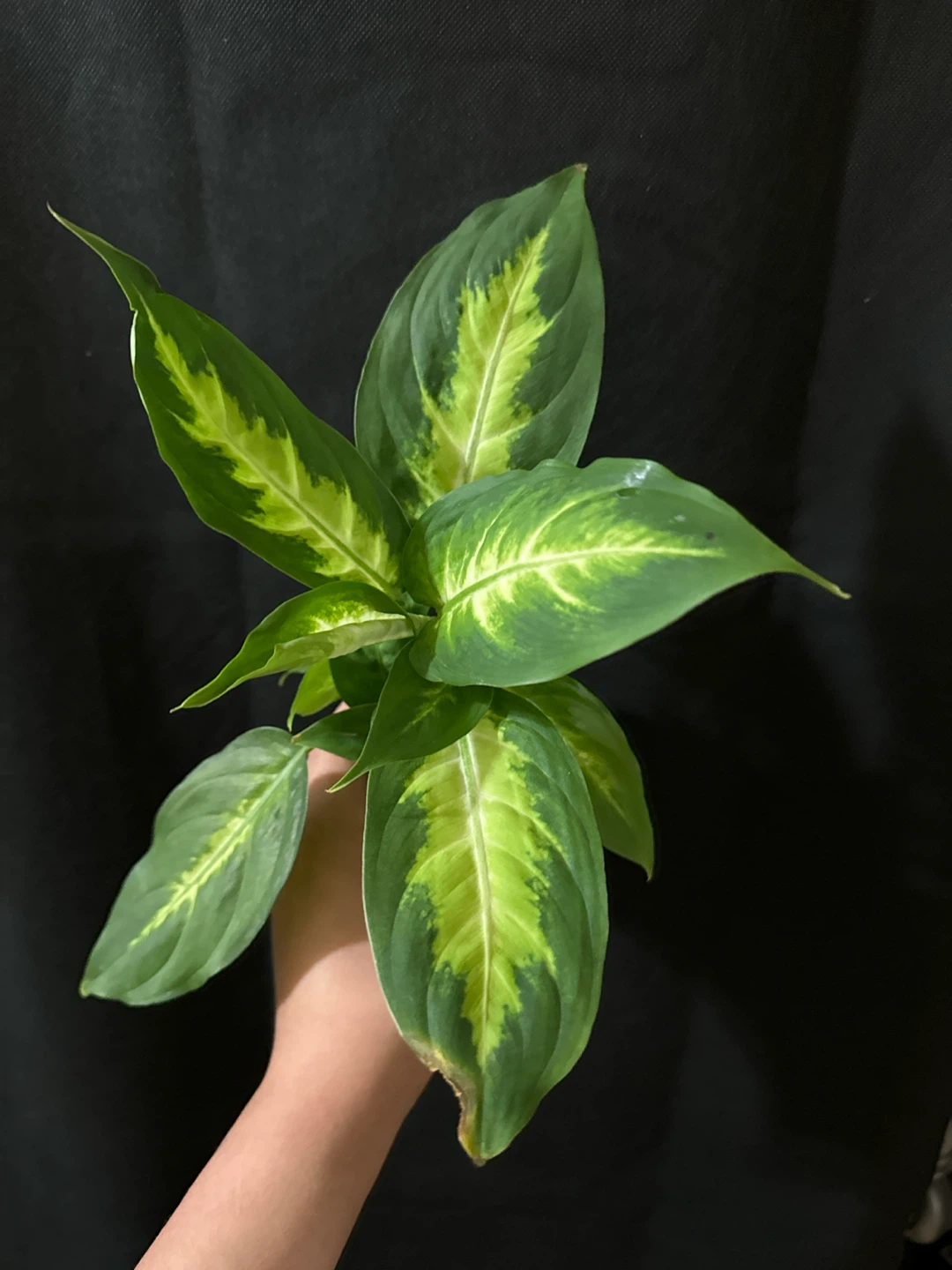 Dieffenbachia Plant