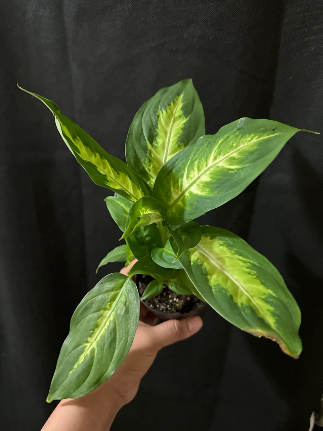 Dieffenbachia Plant - photo 2