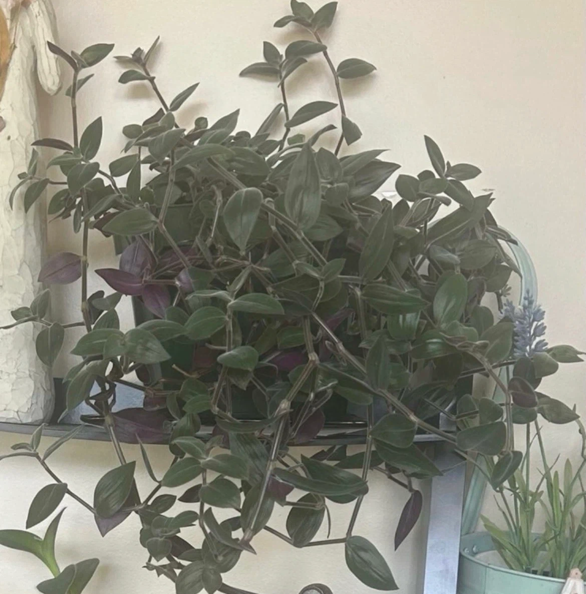 Tradescantia Zebrina Plant