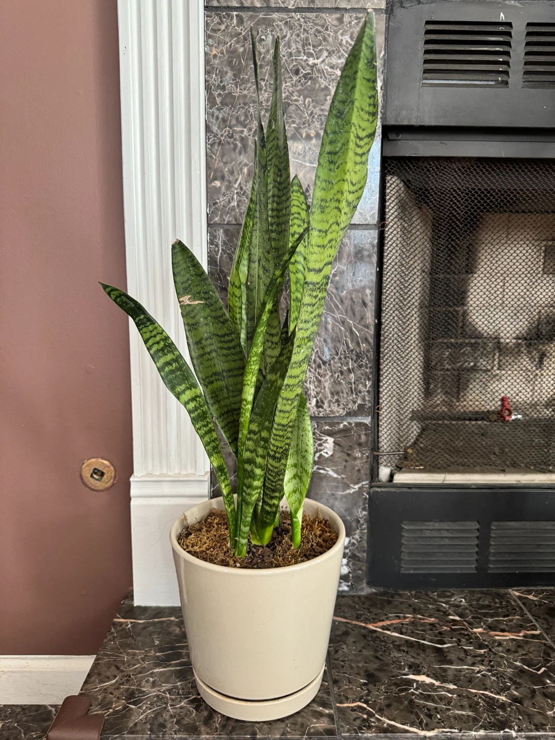 Snake Plant in Cream Ceramic Pot