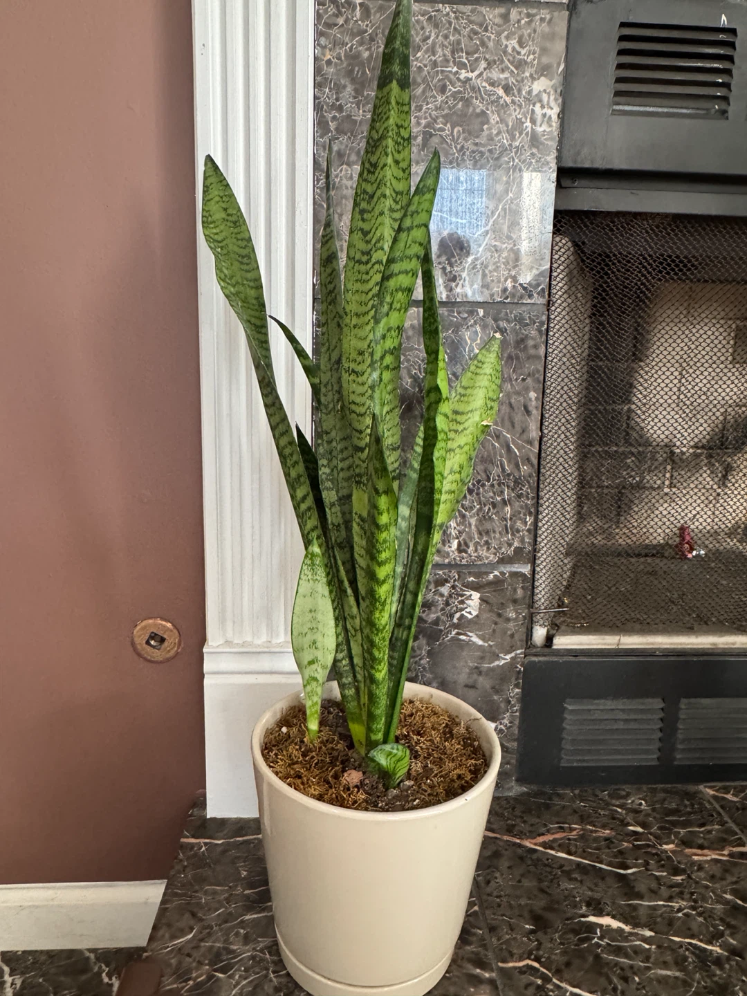 Snake Plant in Cream Ceramic Pot - photo 2