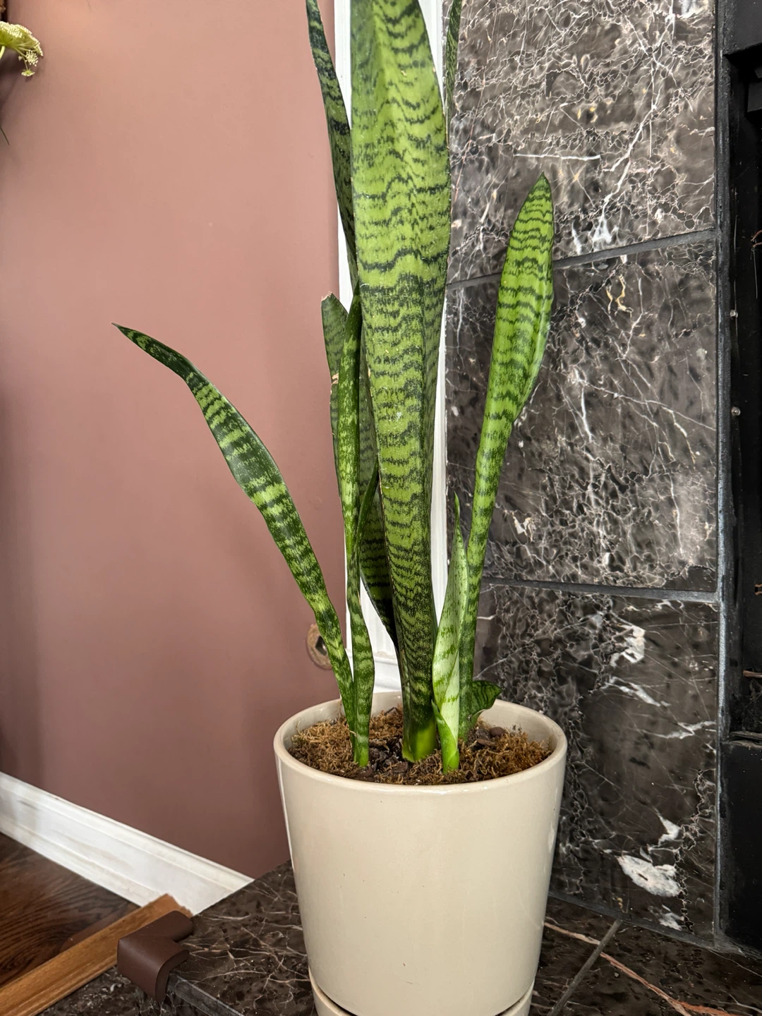 Snake Plant in Cream Ceramic Pot - photo 3