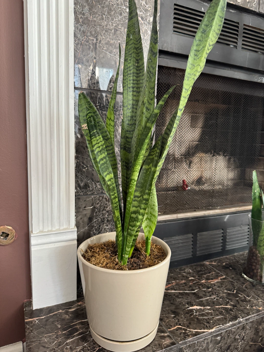 Snake Plant in Cream Ceramic Pot - photo 4