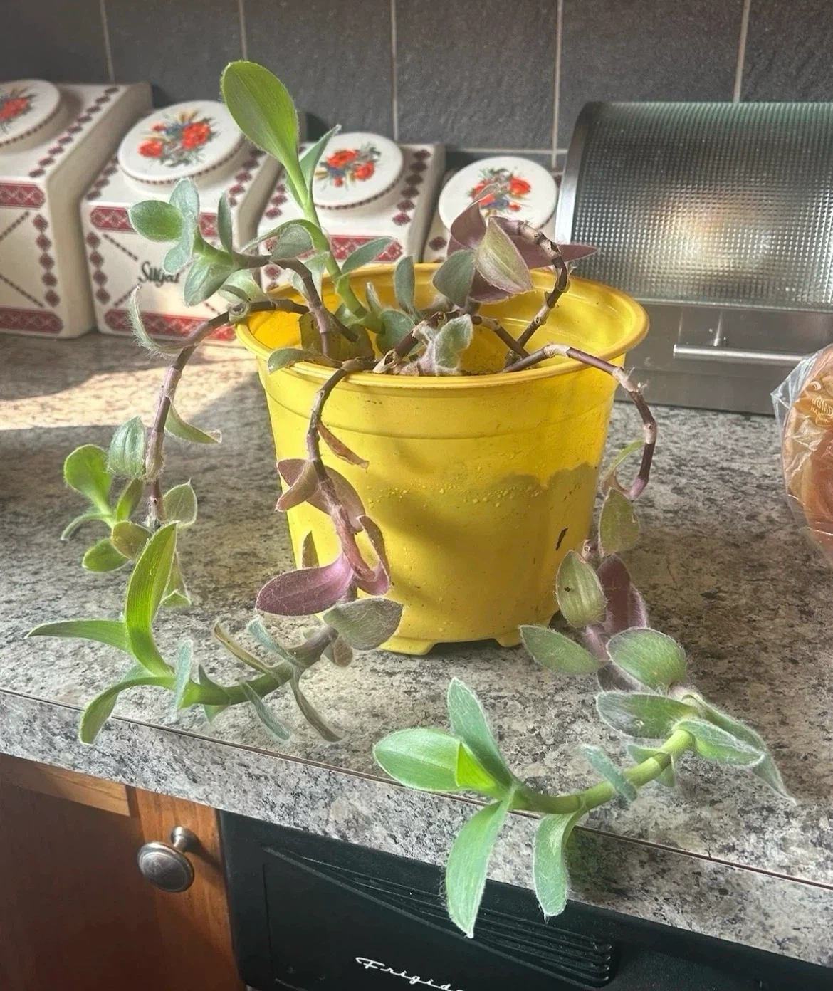 Potted Wandering Jew Plant