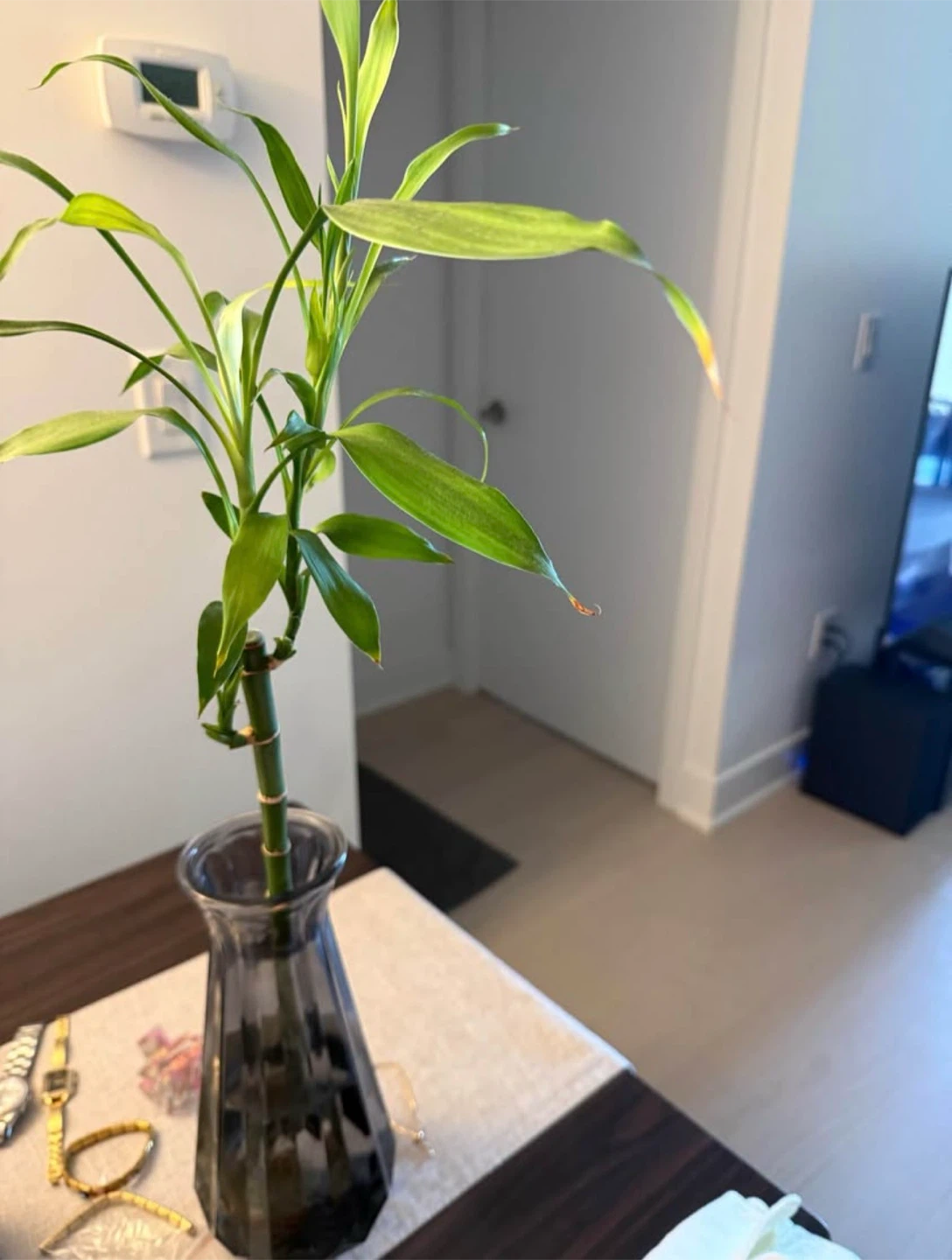 Lucky Bamboo Plant in Glass Vase