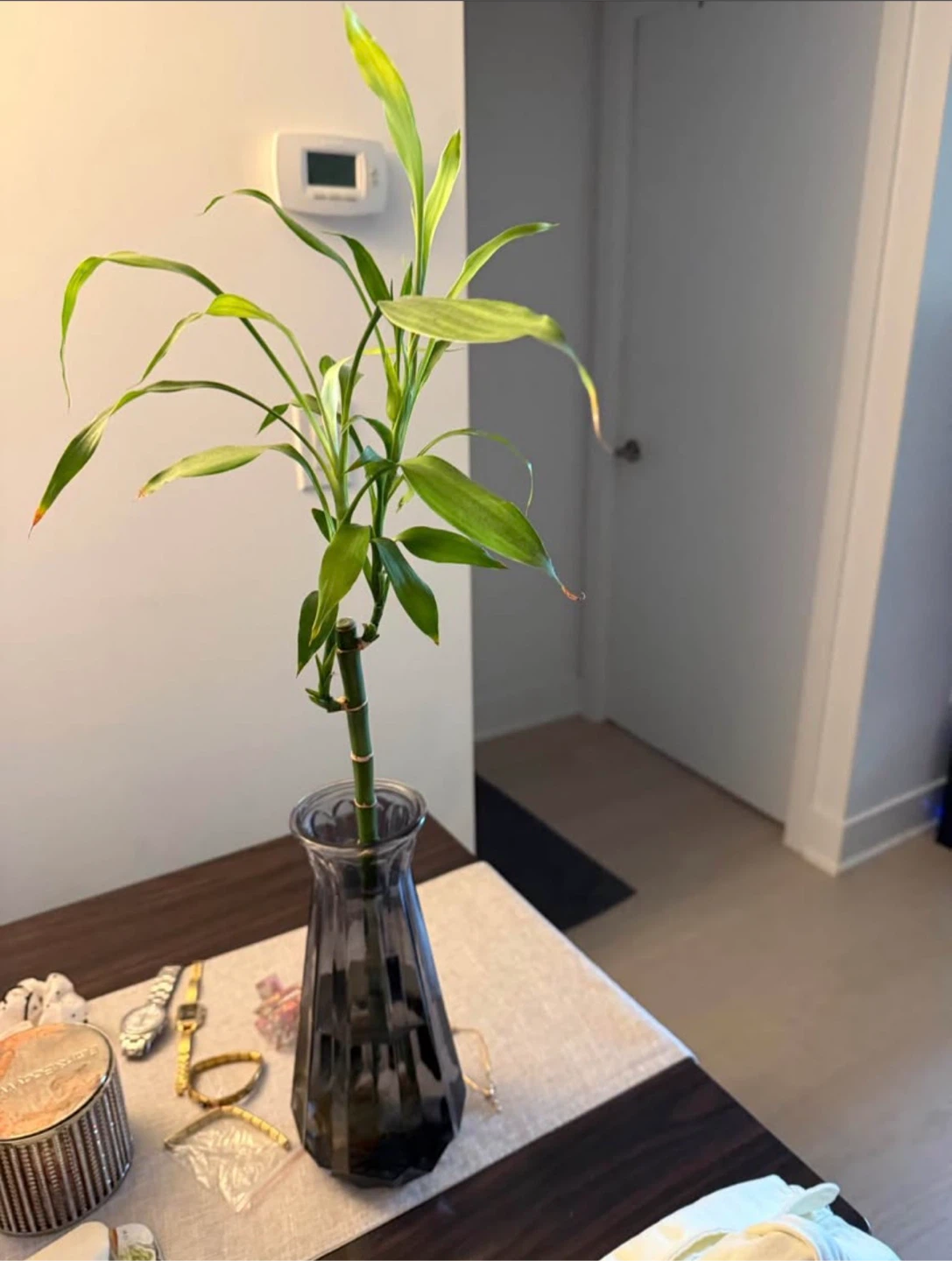 Lucky Bamboo Plant in Glass Vase - photo 2
