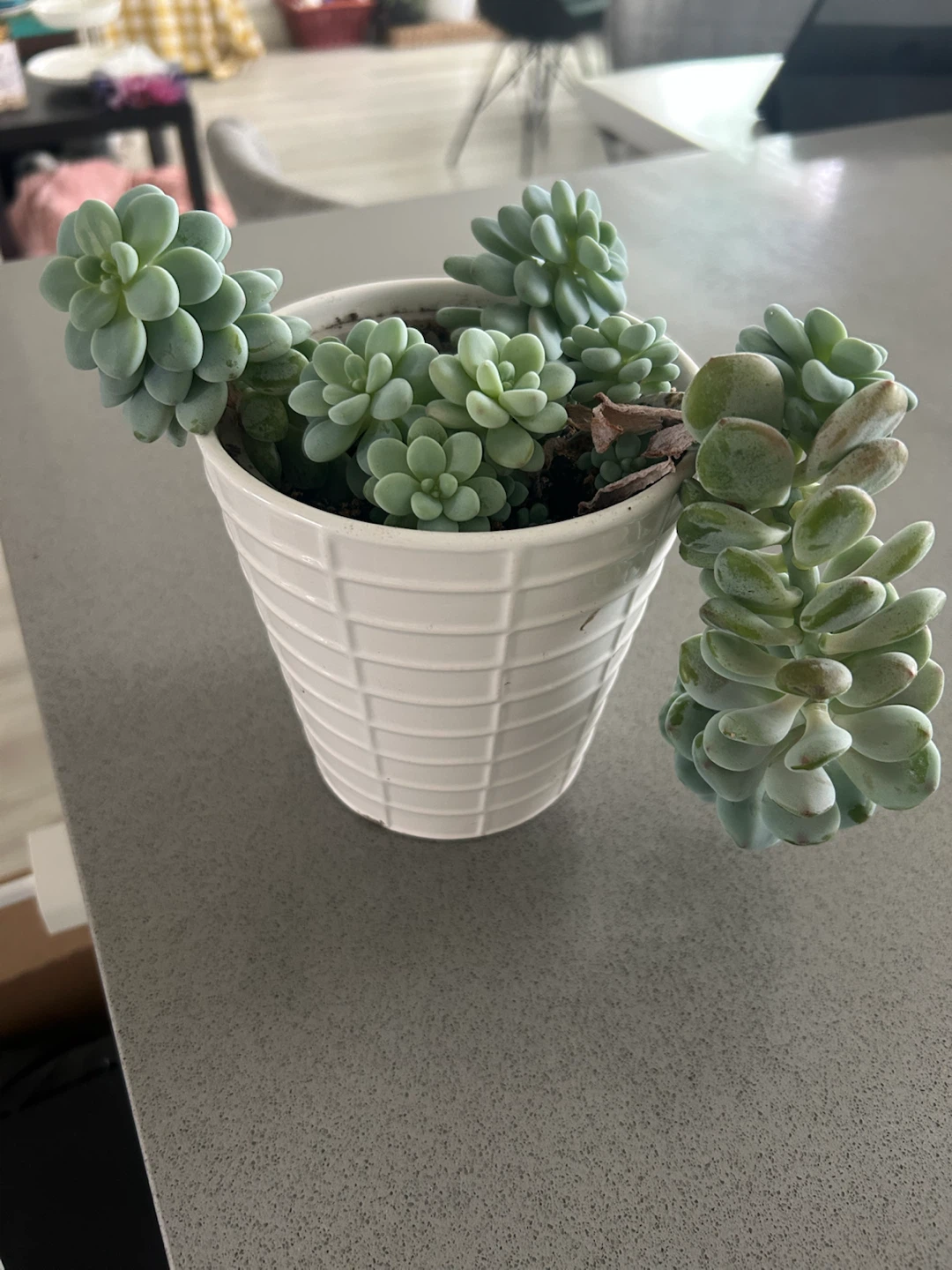 Succulent plant in white textured pot