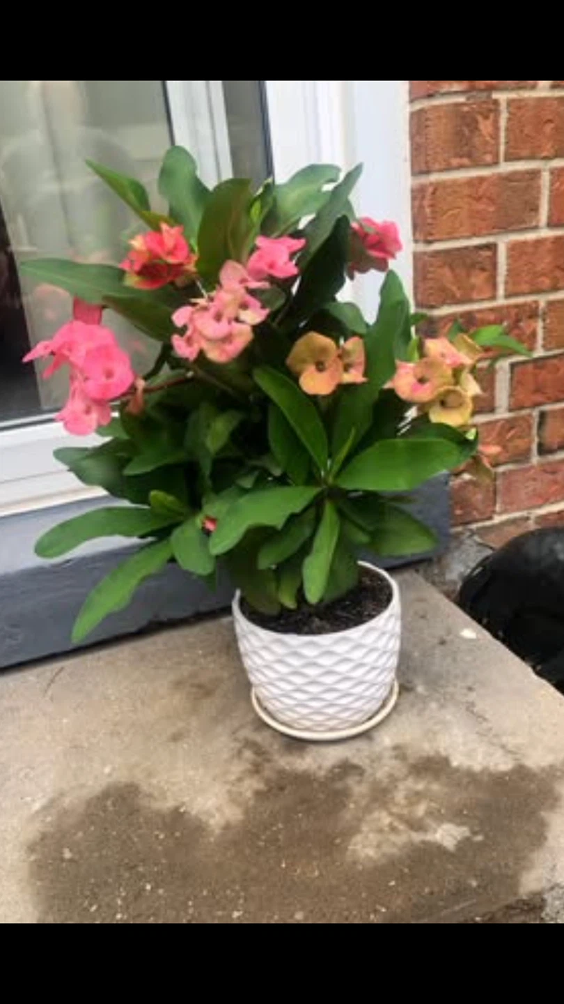 Crown of Thorns plant in white ceramic pot