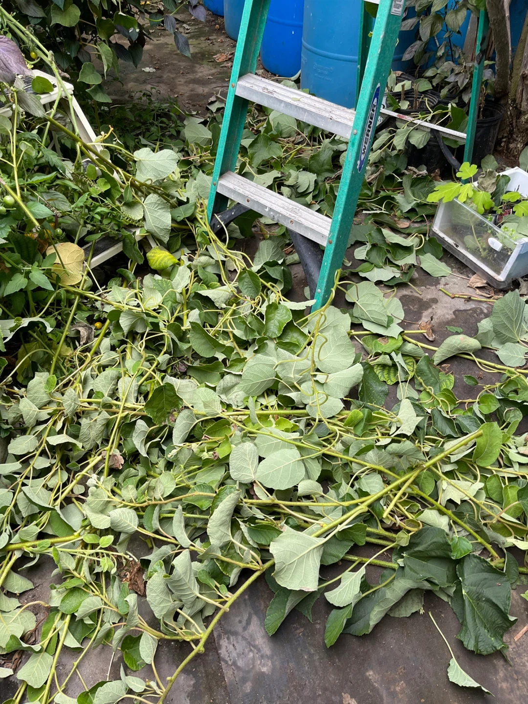 Kiwi Cuttings for Propagation