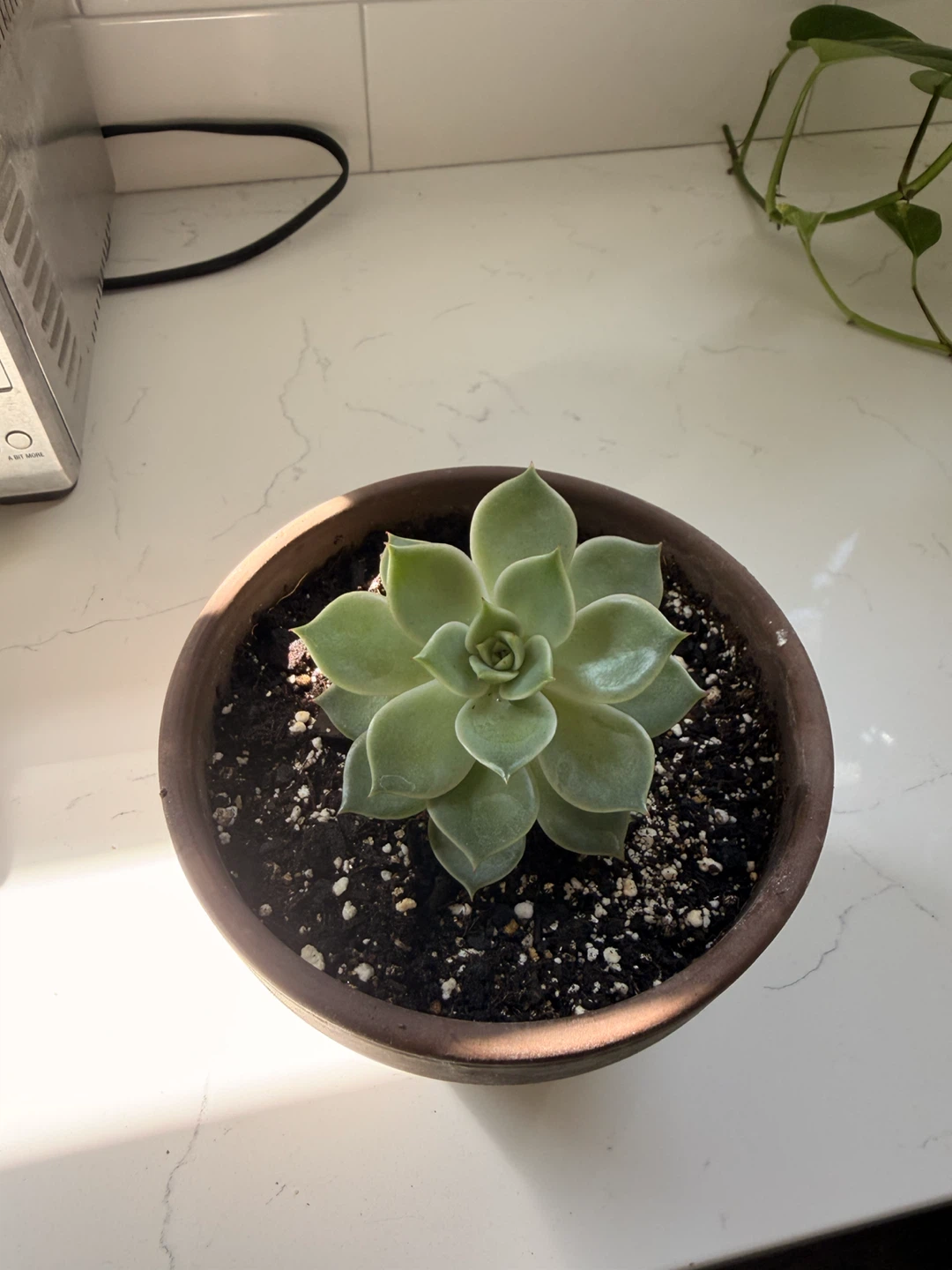 Echeveria Succulent in Terracotta Pot