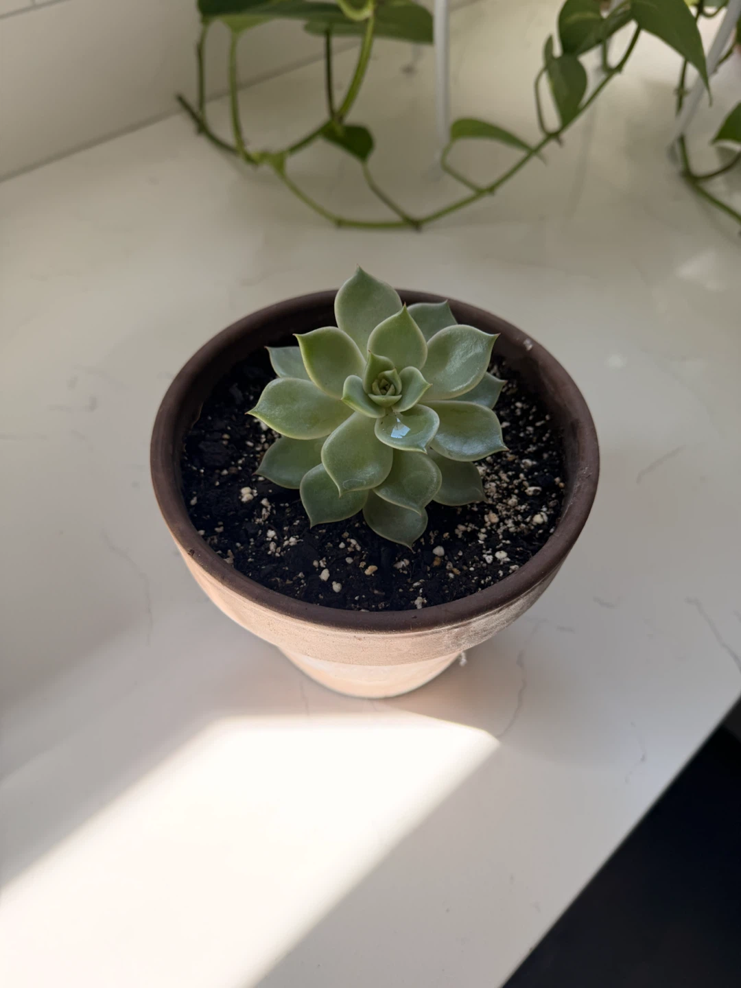 Echeveria Succulent in Terracotta Pot - photo 2