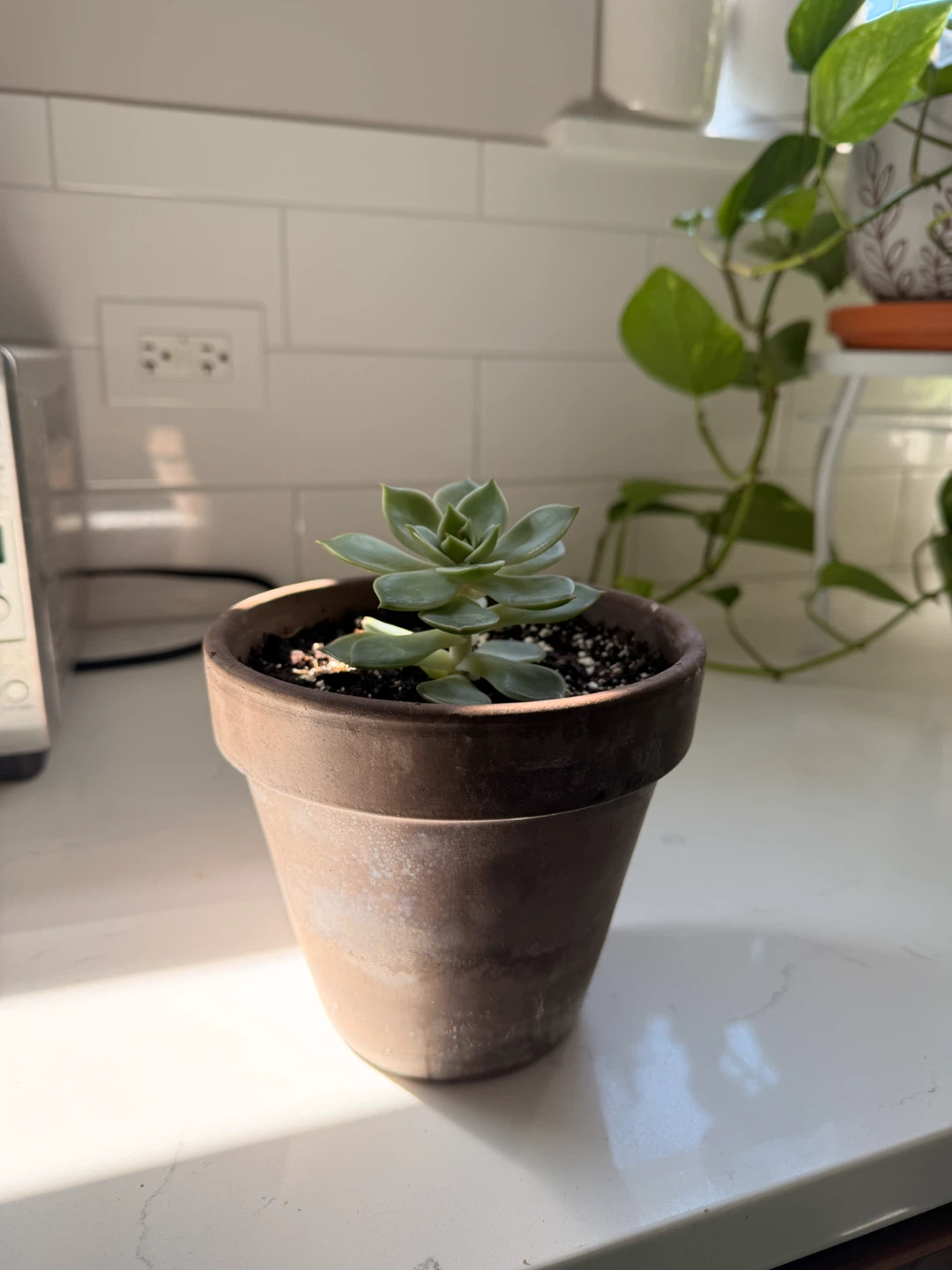 Echeveria Succulent in Terracotta Pot - photo 3
